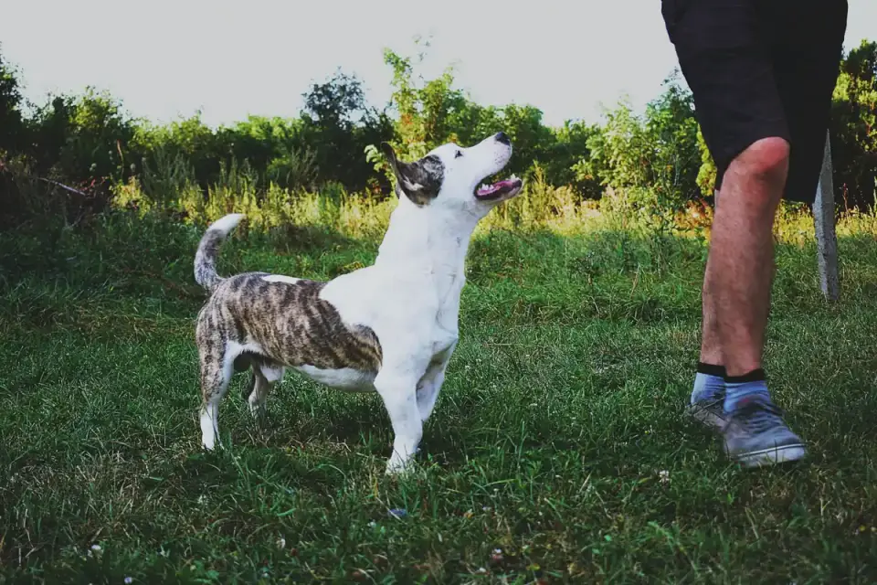 Dog walking with an owner