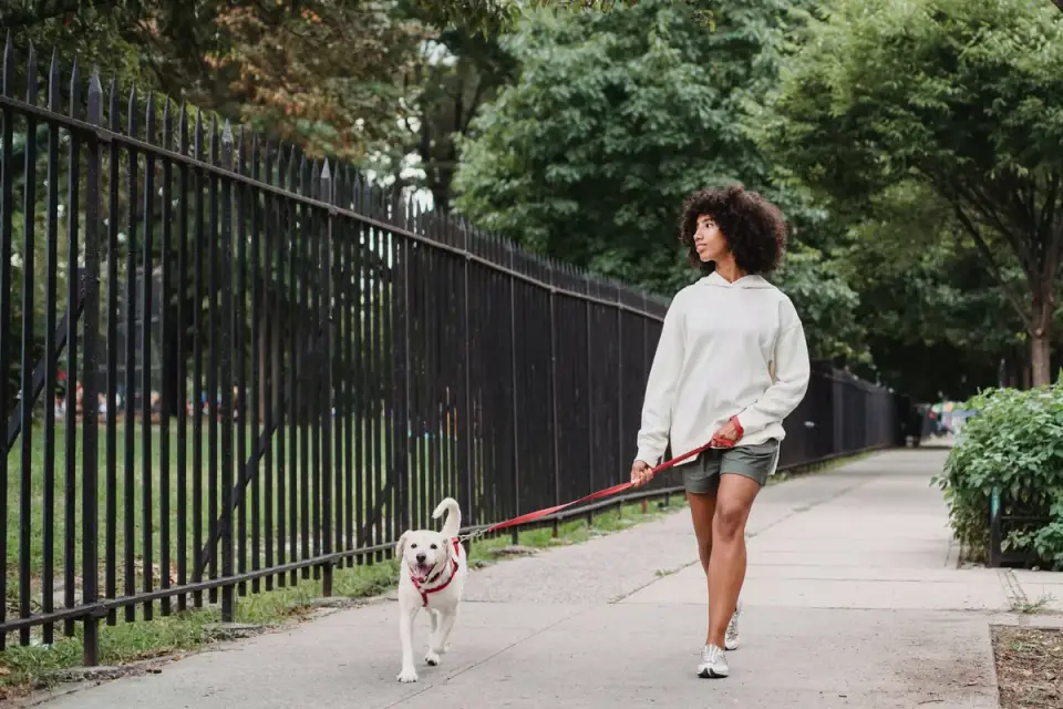 Dog walking with an owner