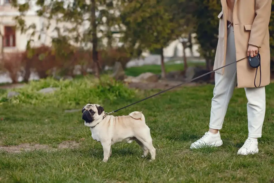 Dog walking with an owner