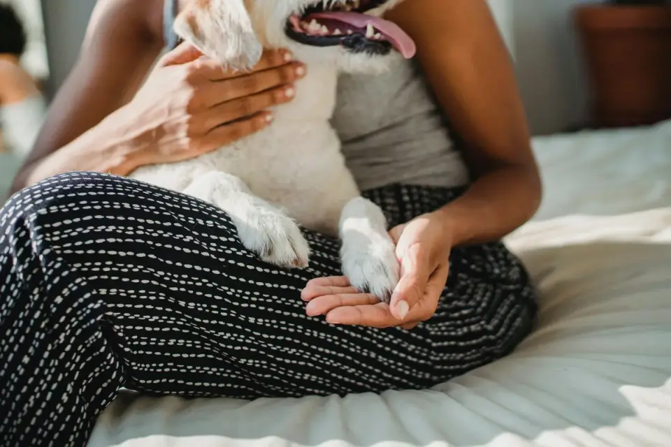 Dog with an owner at home