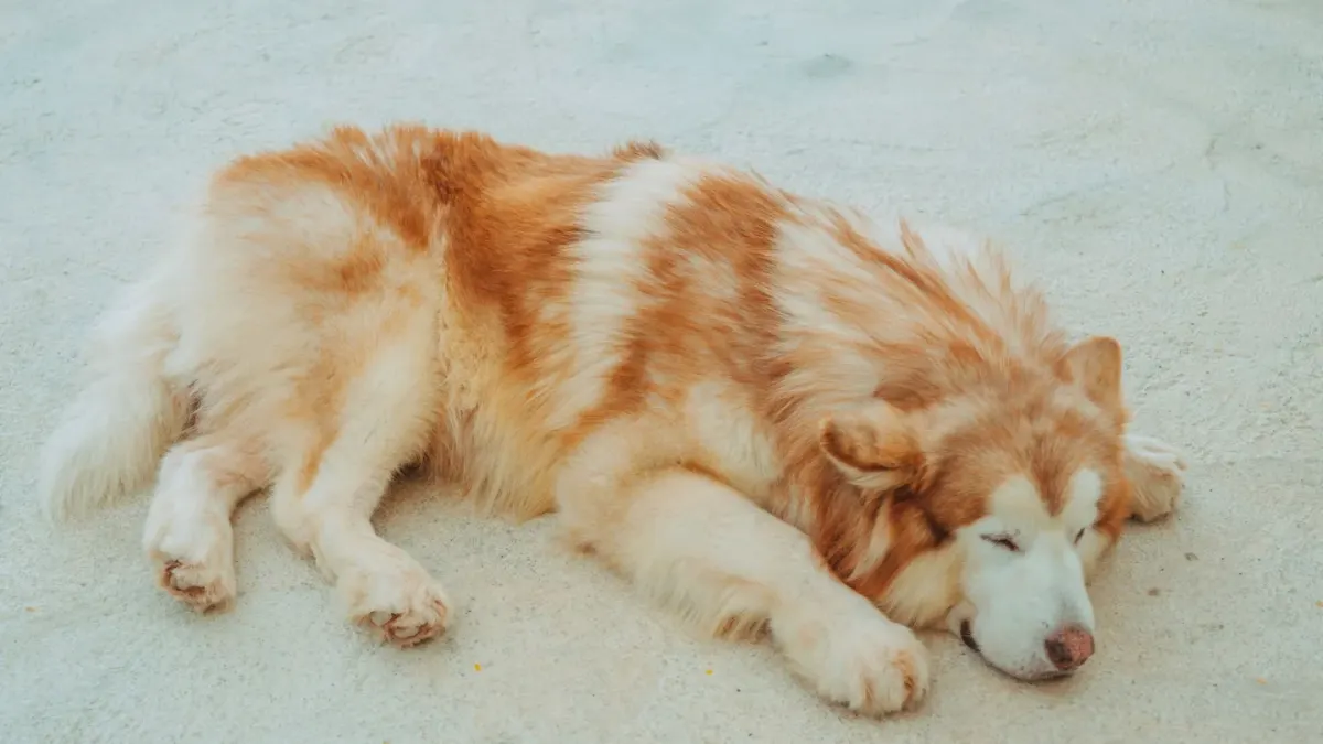 Dog with eyes closed
