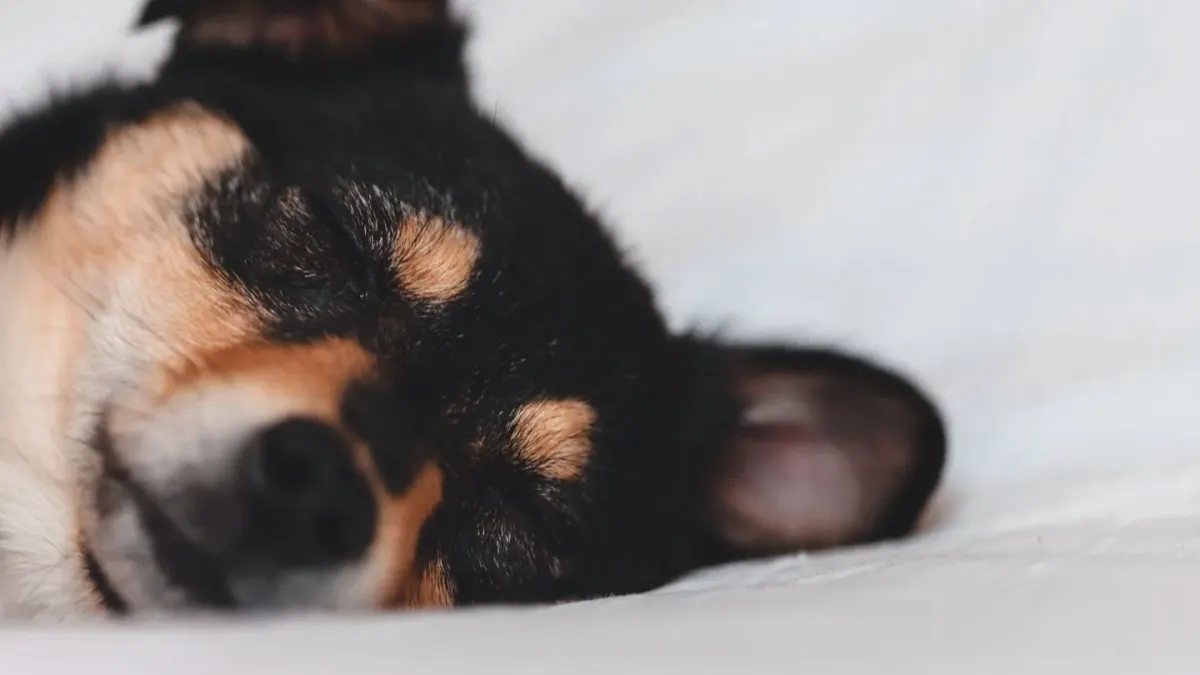 Dog with eyes closed