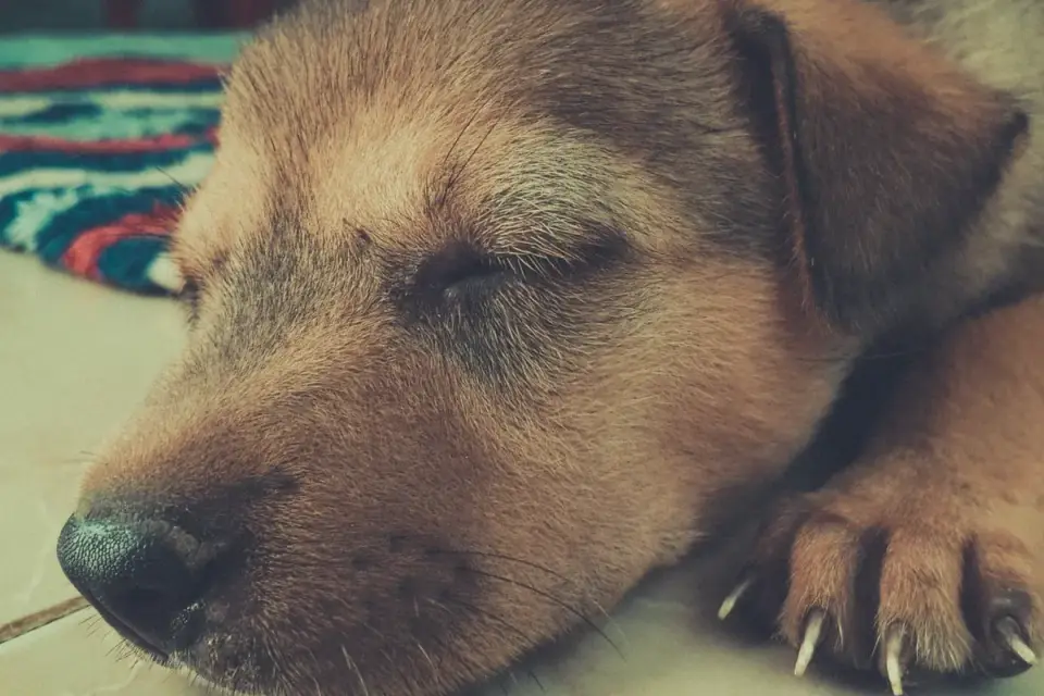 Dog with eyes closed