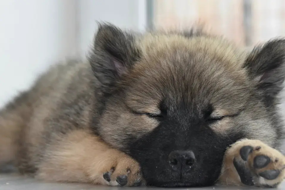 Dog with eyes closed