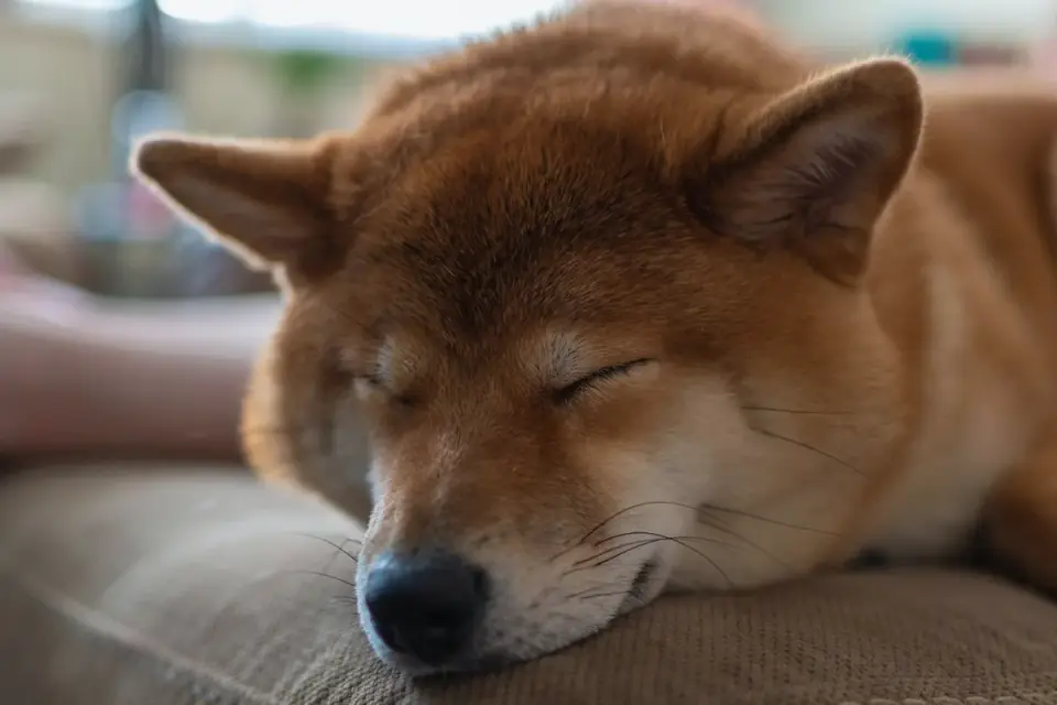 Dog with eyes closed