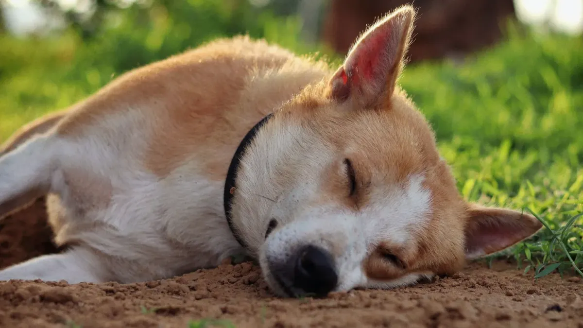 Dog with eyes closed