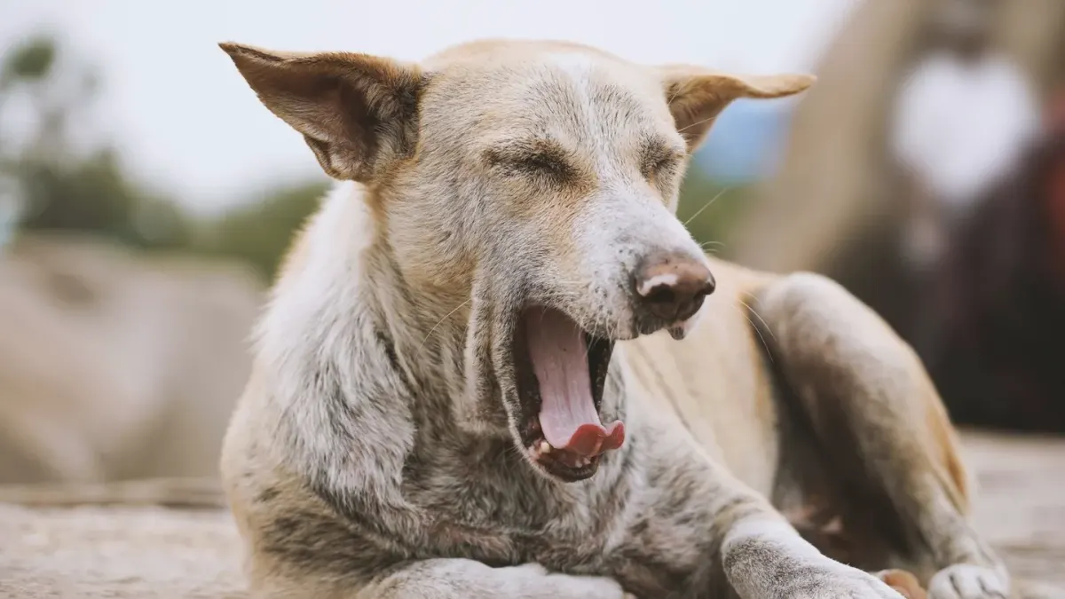 Dog with eyes closed