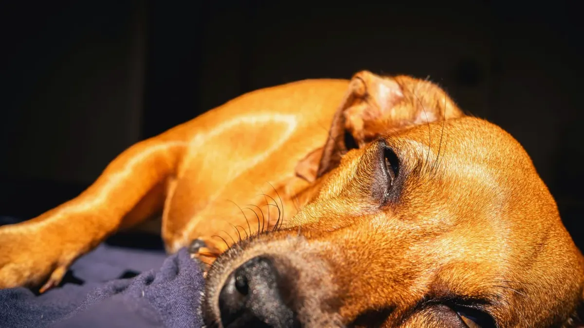 Dog with eyes closed