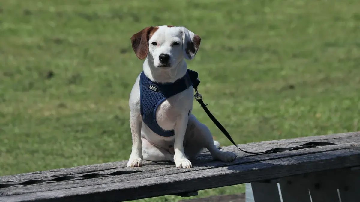 Older dog with an owner in a park