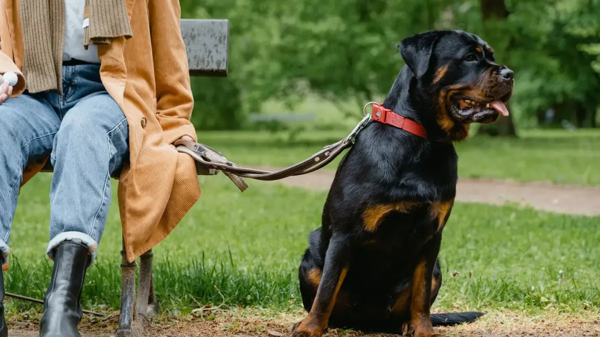Older dog with an owner in a park