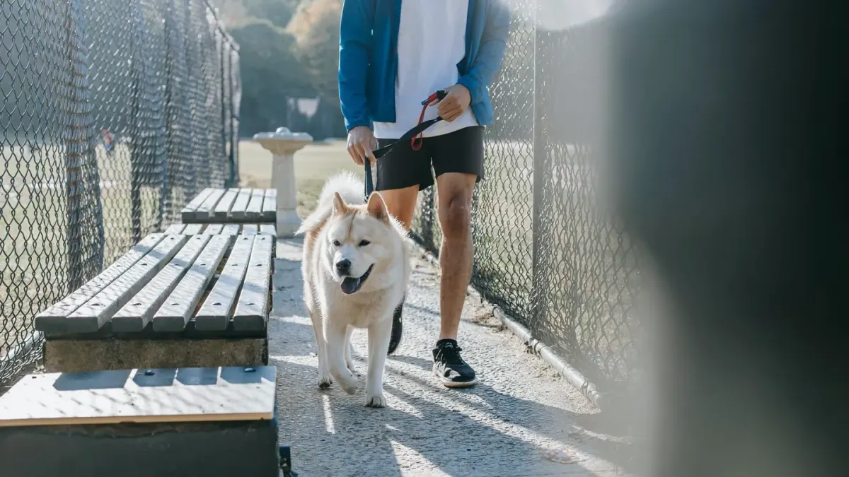 Older dog with an owner in a park