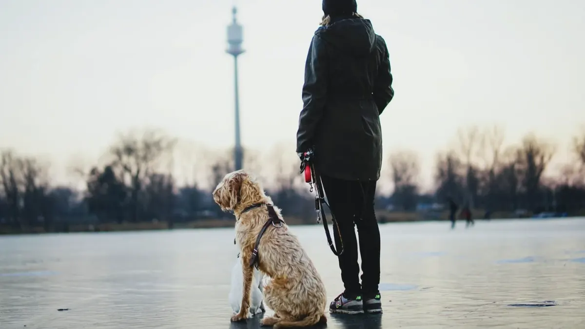 Older dog with an owner in a park