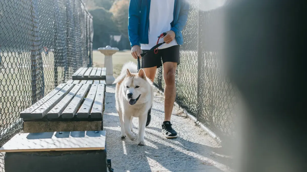 Older dog with an owner in a park