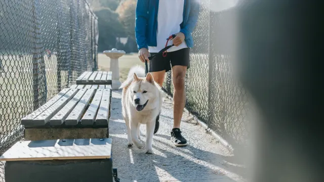 Older dog with an owner in a park