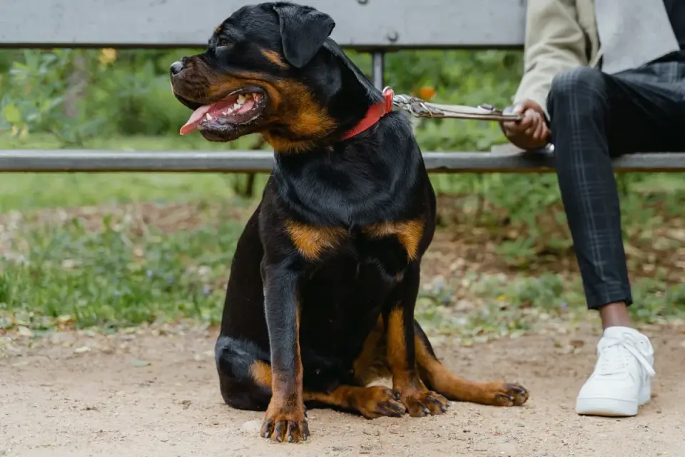 Older dog with an owner in a park