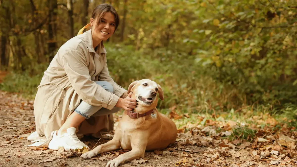 Older dog with an owner in a park