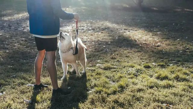 Older dog with an owner in a park