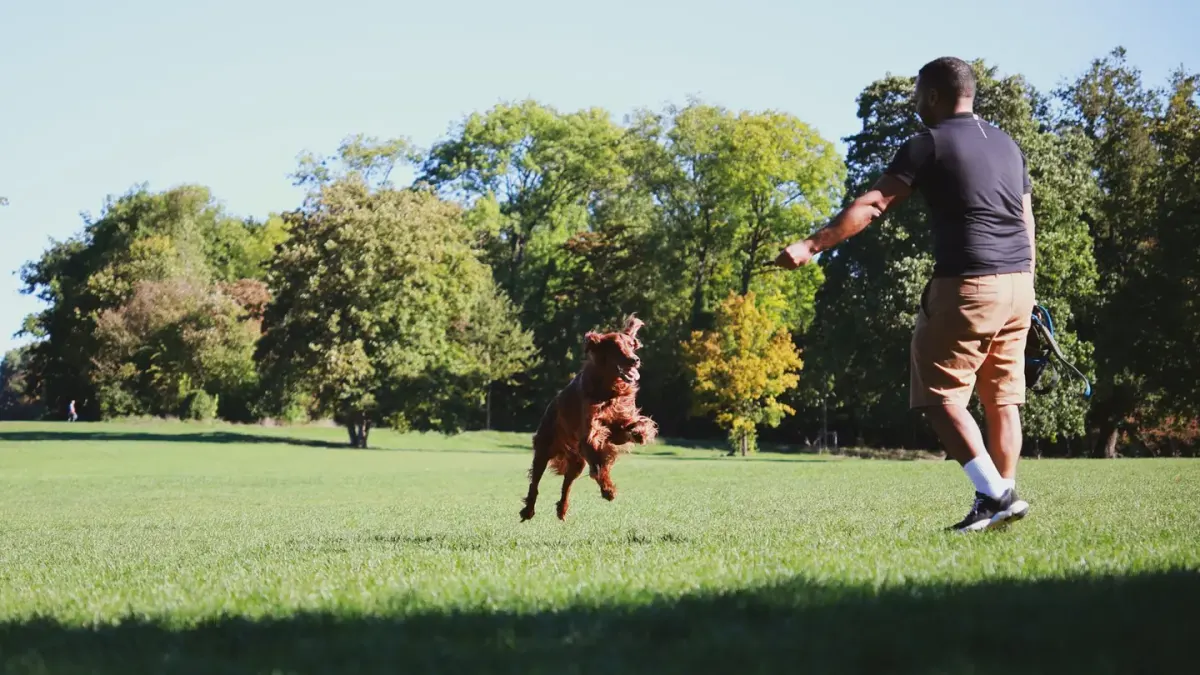 Older dog with an owner in a park