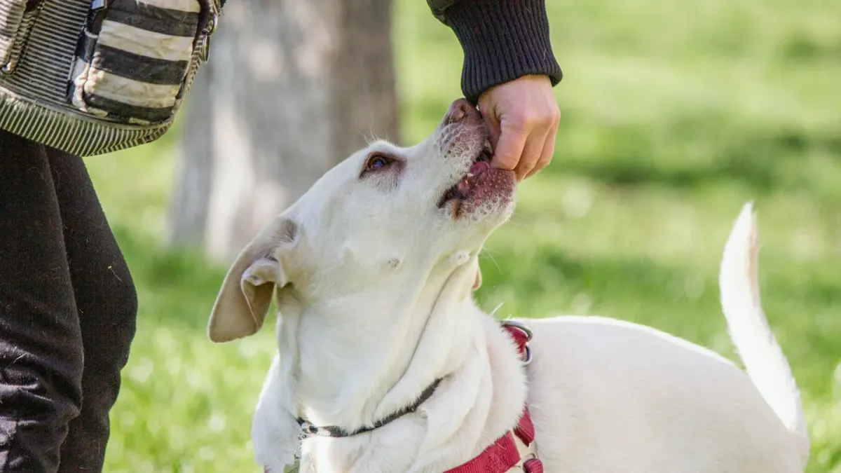 Older dog with an owner in a park