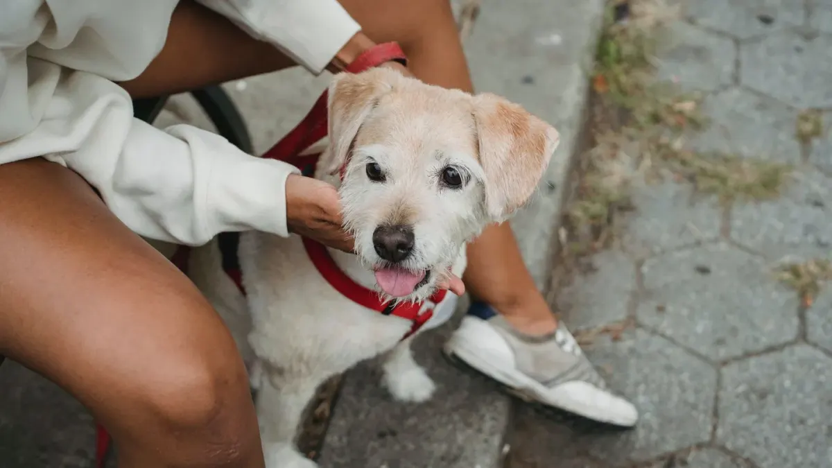 Older dog with an owner in a park