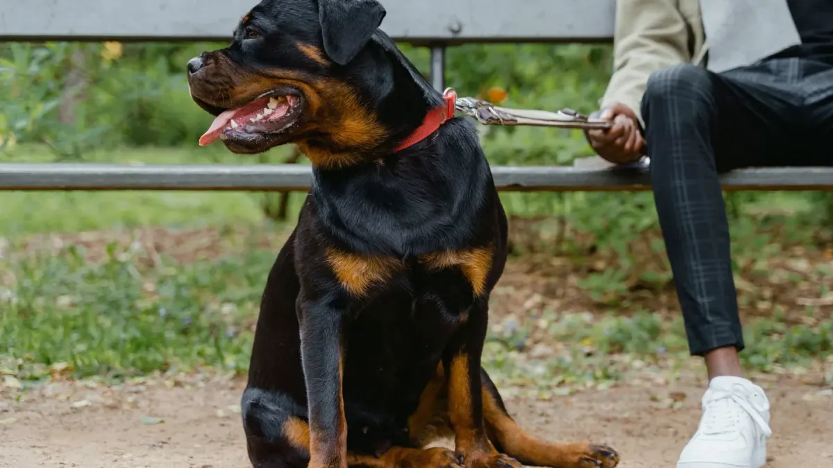 Older dog with an owner in a park