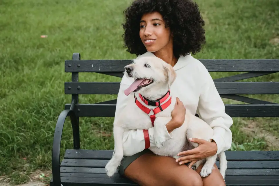 Older dog with an owner in a park
