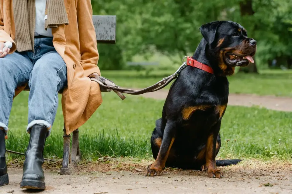 Older dog with an owner in a park