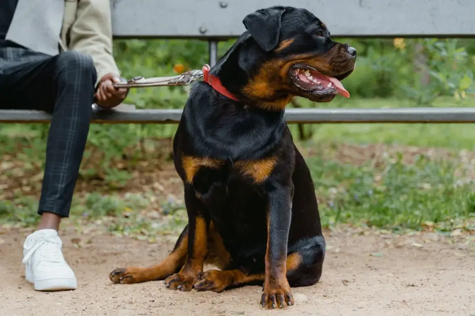 Older dog with an owner in a park