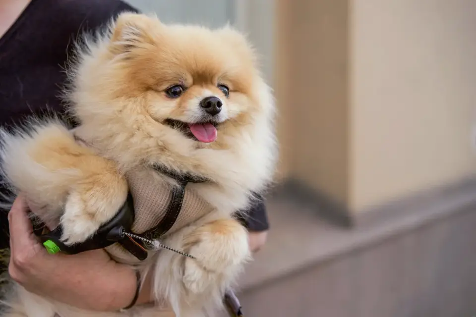 Owner administering a liquid supplement dose to a small dog by dropper