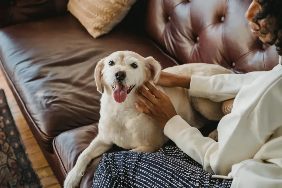Owner giving a calming chew to a nervous dog on a couch