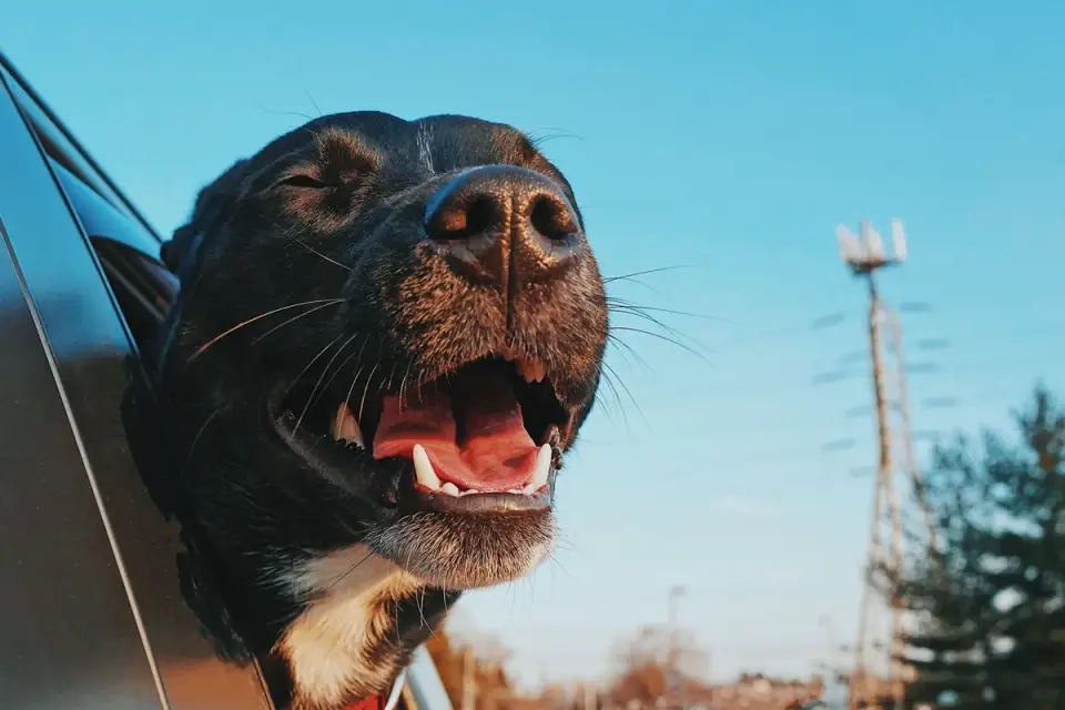 Owner giving a small chew treat to a dog beside an open car door