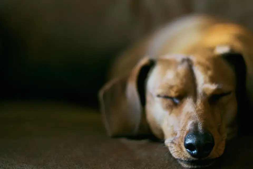 Owner offering a chew to a dog resting calmly on a rug