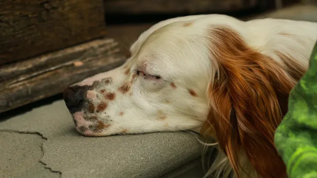Senior dog resting at home