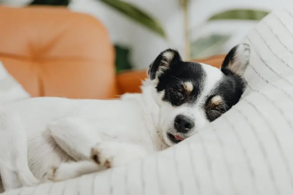 Senior dog resting at home