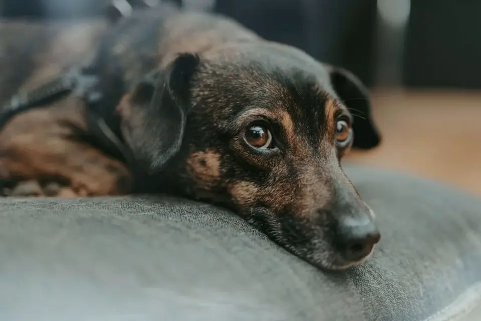 Senior dog resting at home