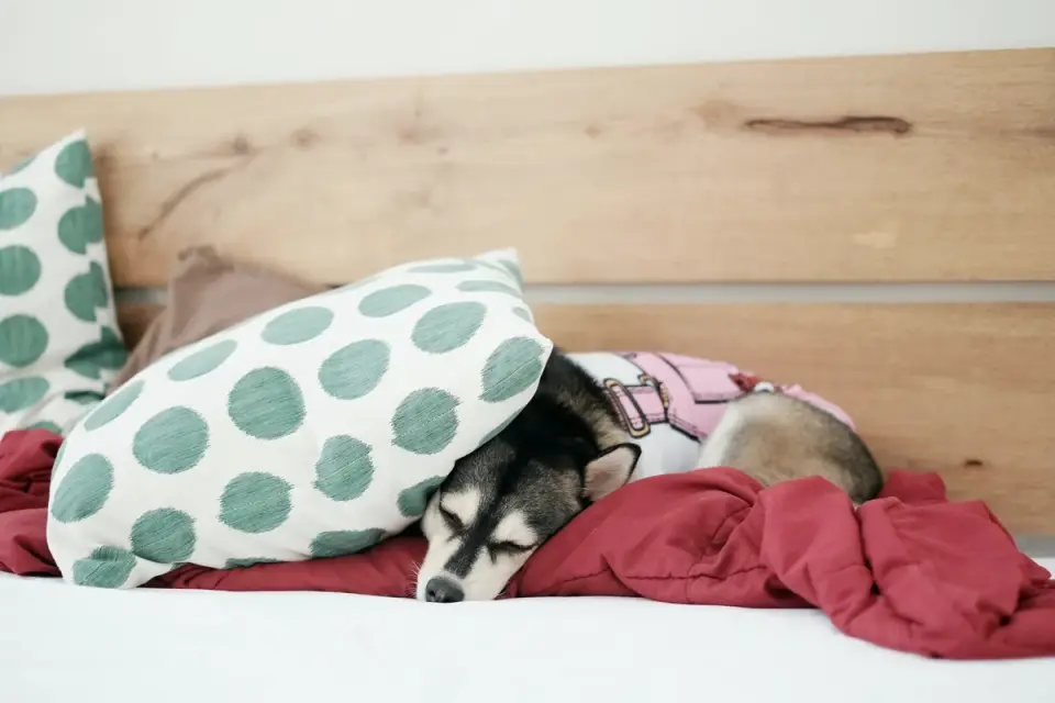 Senior dog resting at home