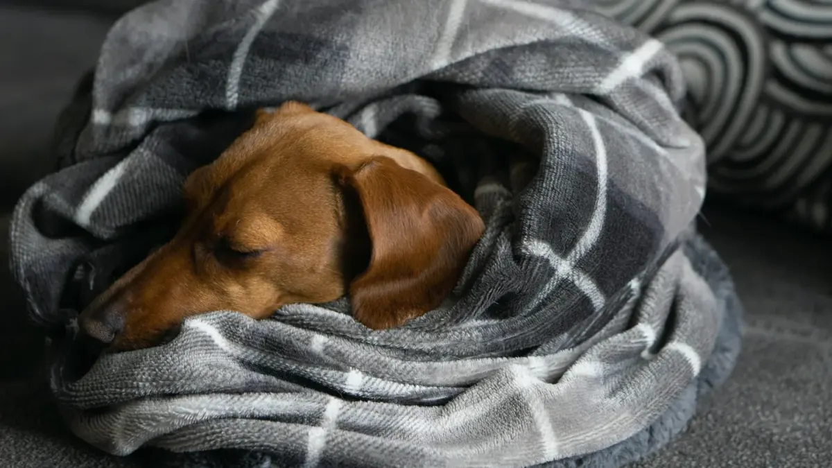 Senior dog resting at home