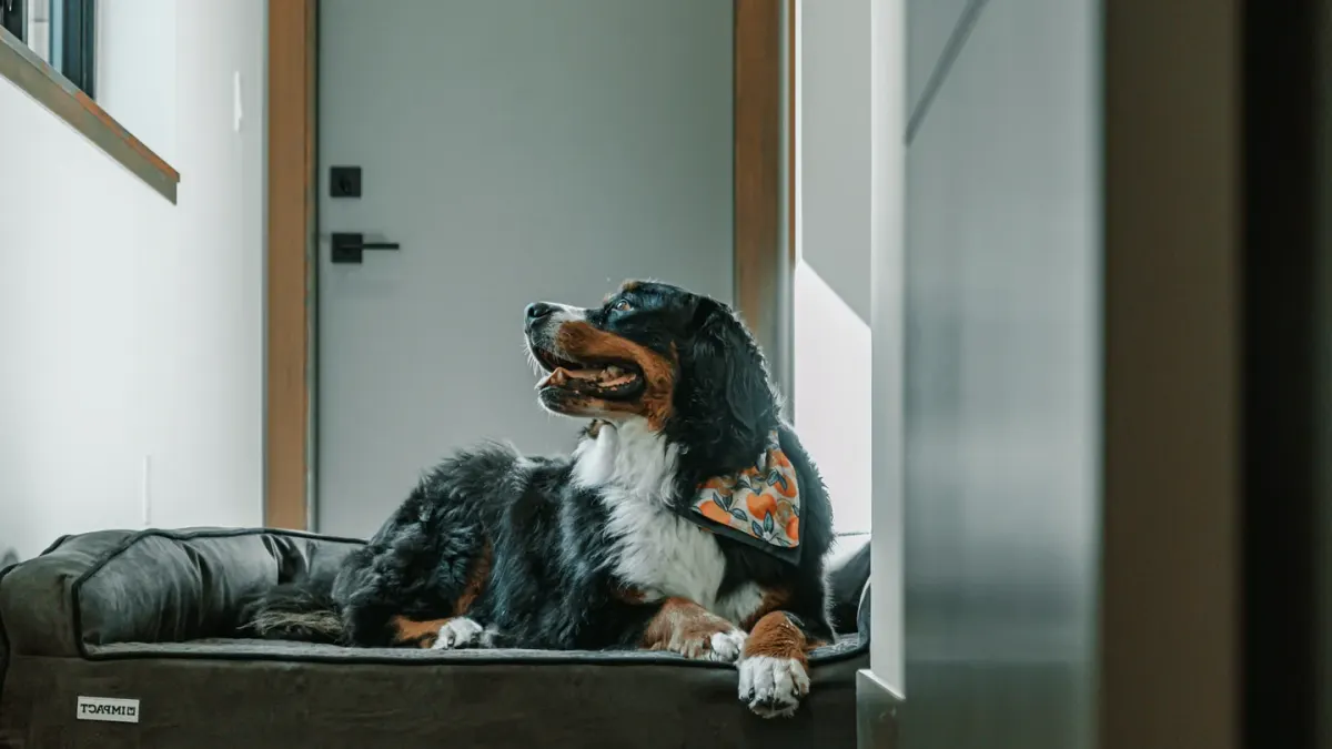 Senior dog resting at home