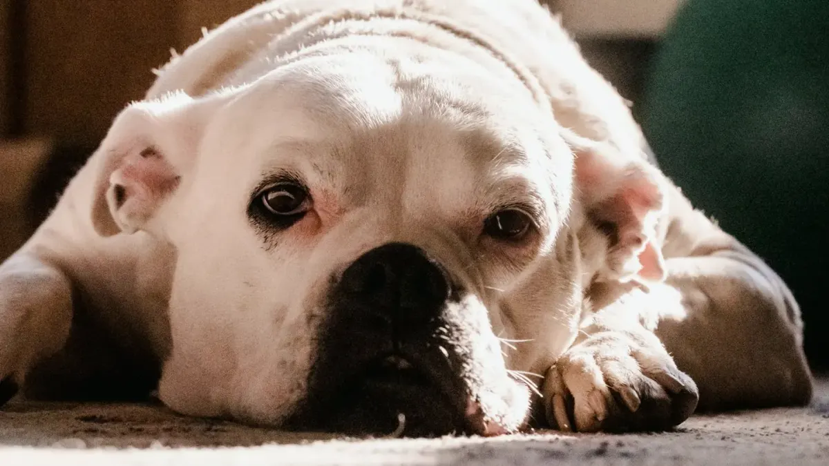 Senior dog resting at home