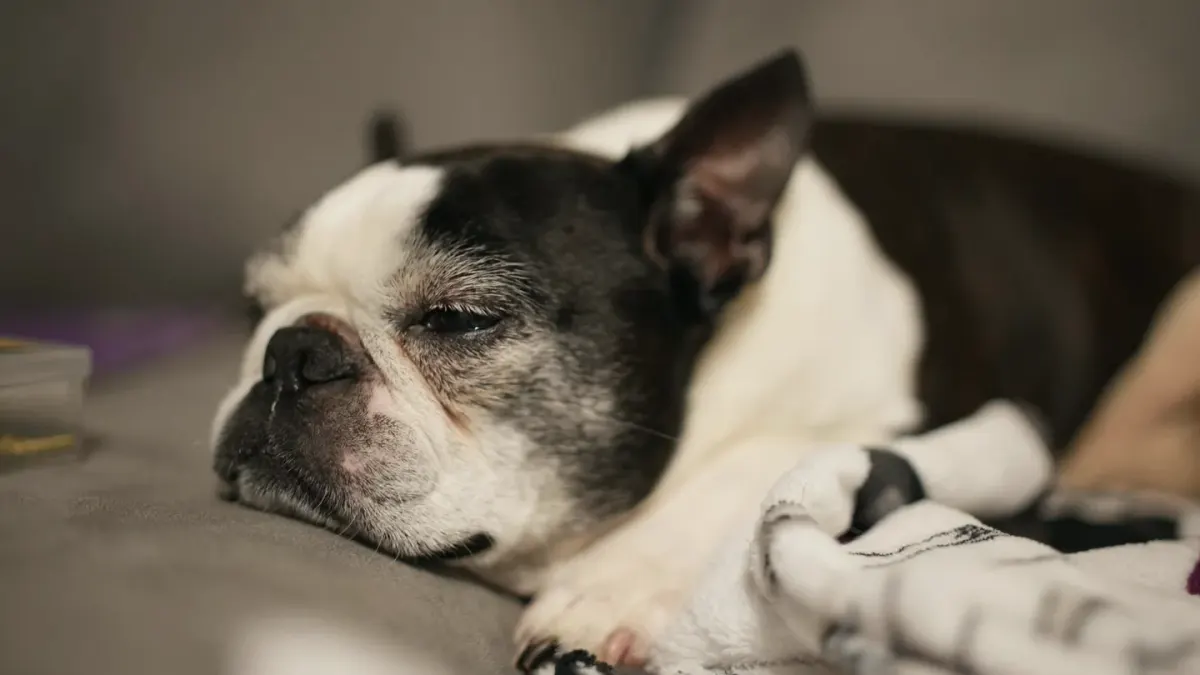 Senior dog resting at home