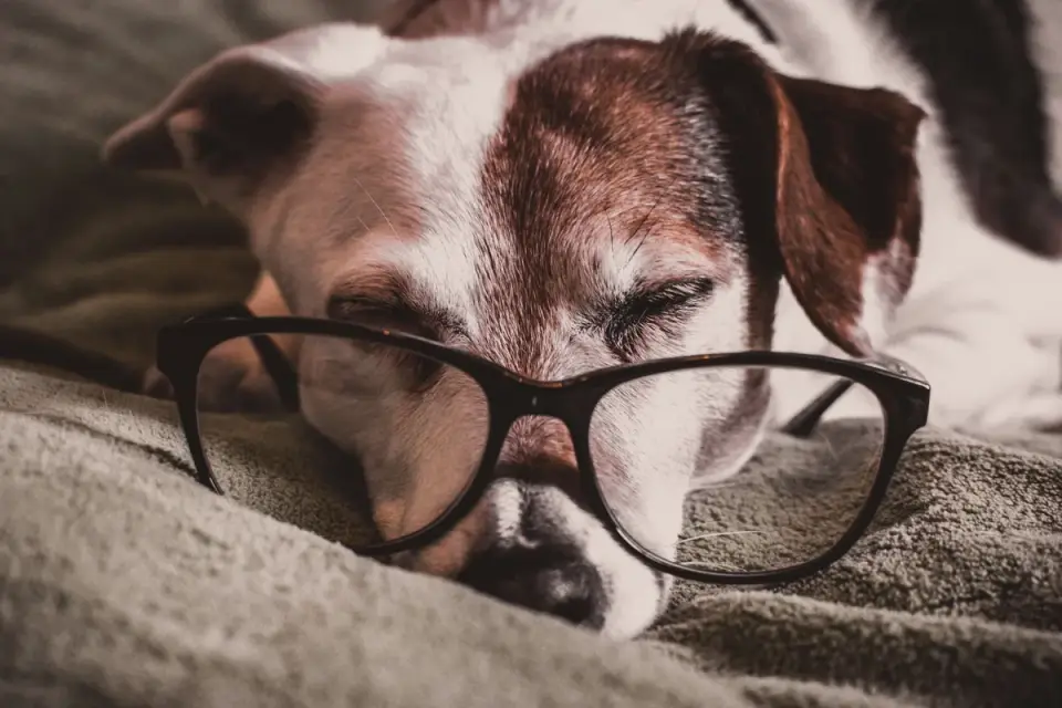 Senior dog resting at home