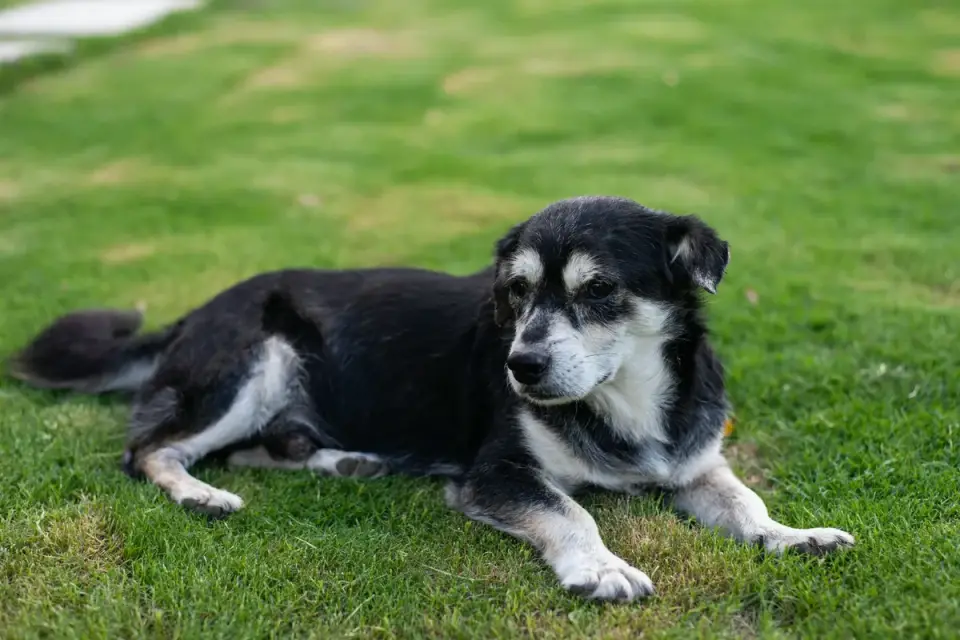 Senior dog resting at home