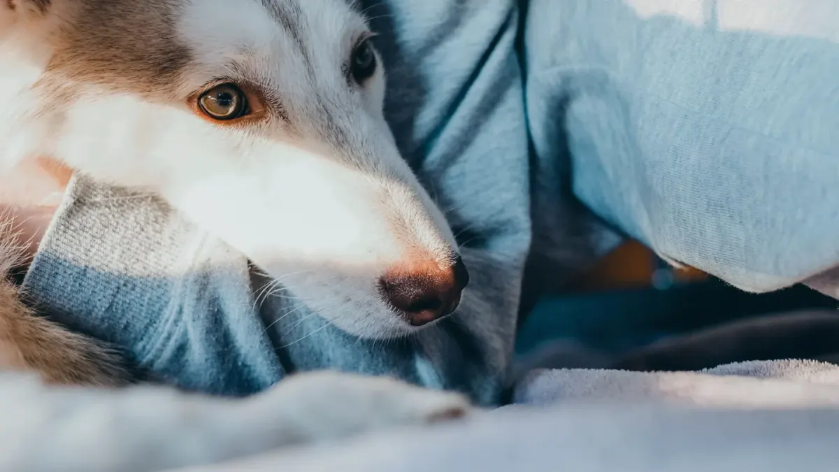 Senior dog resting at home