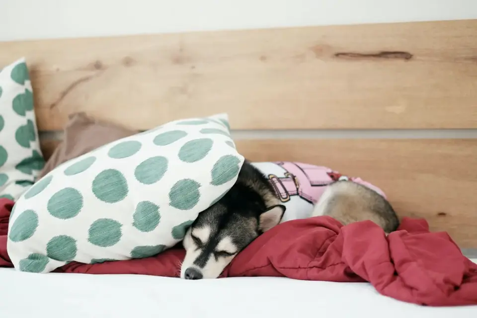 Senior dog resting at home