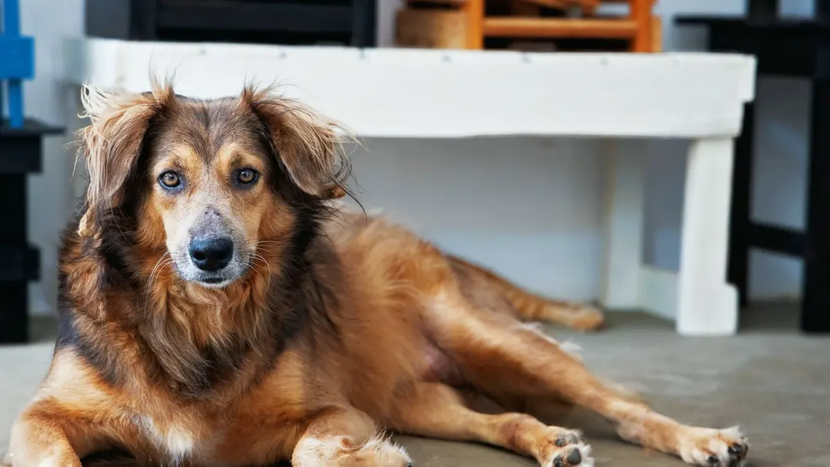 Senior dog resting at home