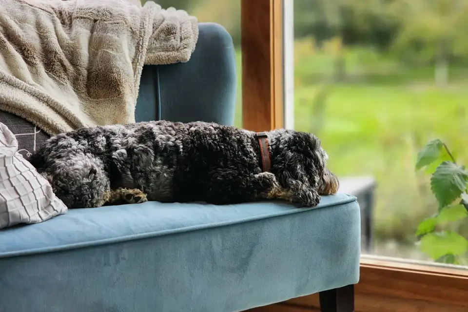 Senior dog resting at home