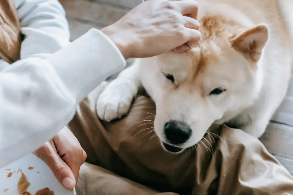 Senior dog resting at home