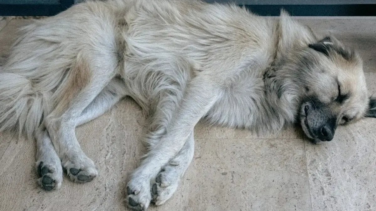 Senior dog resting at home
