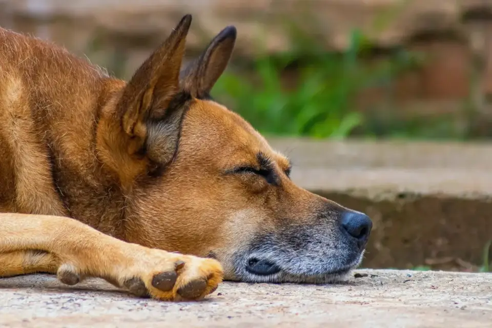 Senior dog resting at home