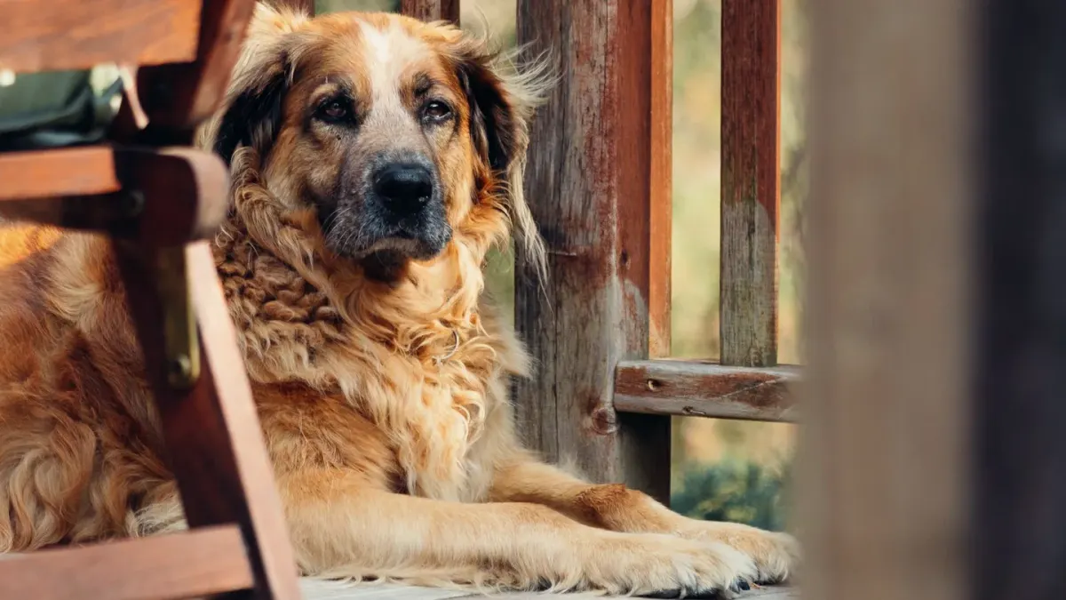 Senior dog resting at home
